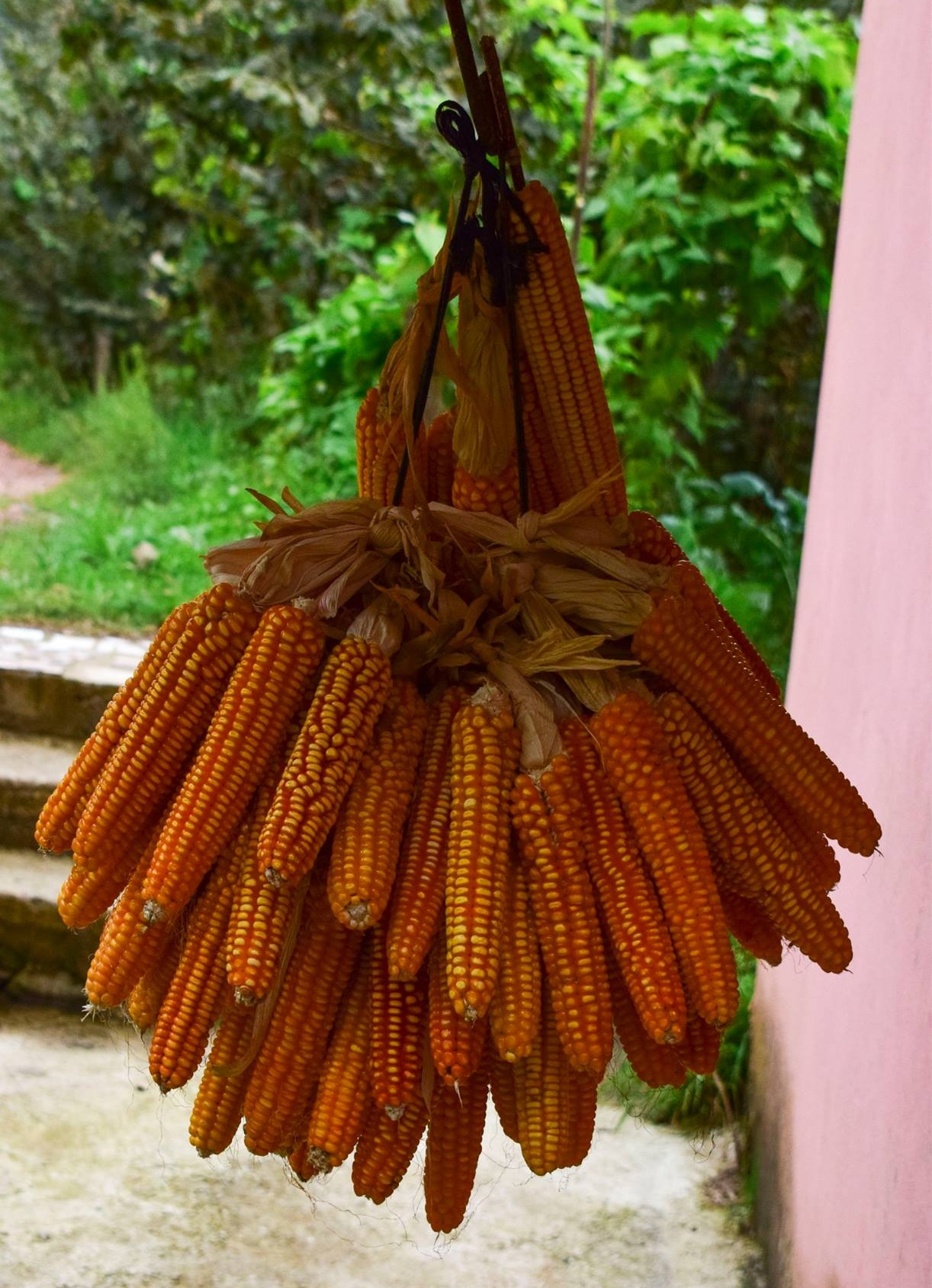 Daru (Mısır) serüveni