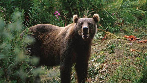 Sis Dağı Yaylası’nda Ayılar Yayla Evlerine Girdi